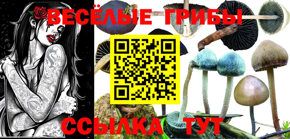 Галлюциногенные грибы Cubensis  Вход с VPN  Галлюциногенные грибы GOLDEN TEACHER  Ставрополь 